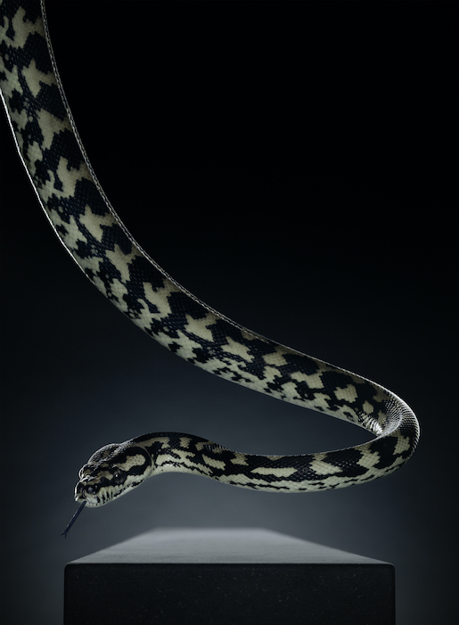 Peter Hebeisen Snake (Serie «Phobias»), 2012 Pigmentjet auf Hahnemühle Papier Pigment print on Hahnemühle paper 218 x 160 cm KWS-Sammlung © Peter Hebeisen